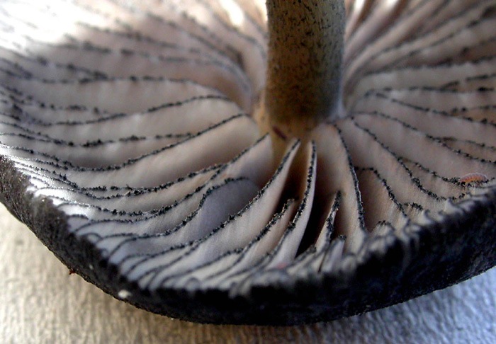 Ancora L. amethystina?